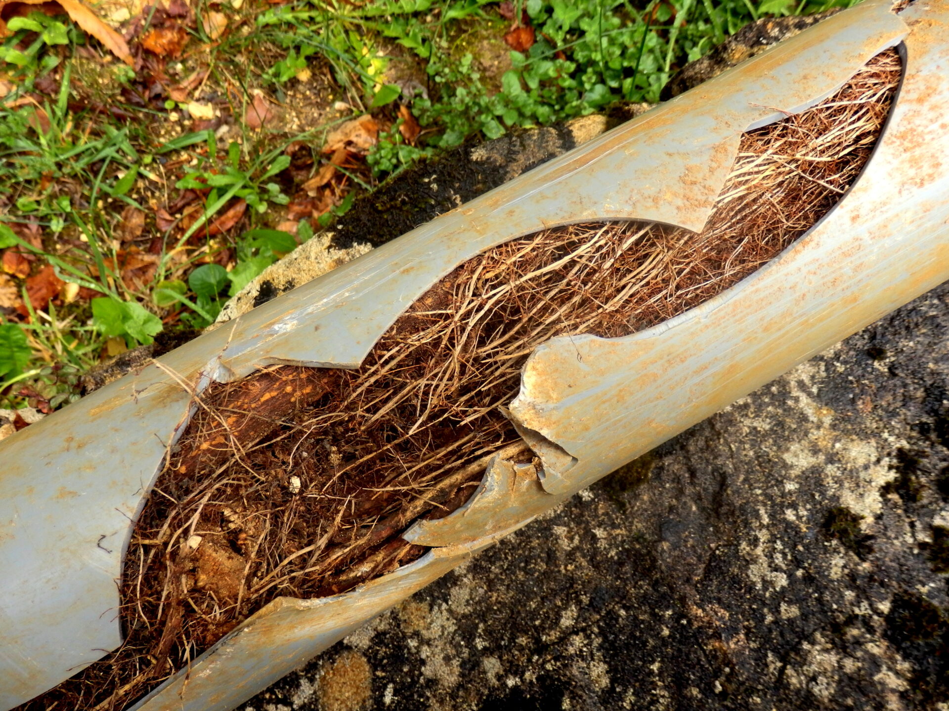 Clogged drains caused by tree roots leading to split drainage pipe. MidCity Plumbers 