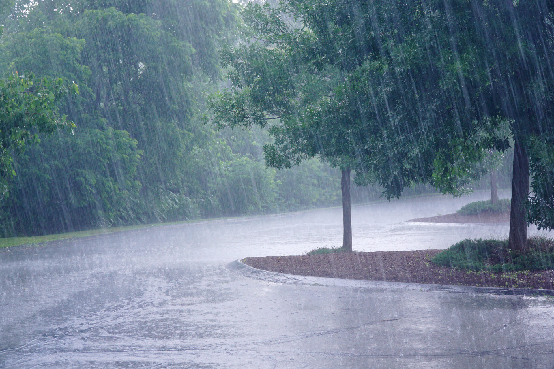 Heavy rain and tree can affect plumbing. MidCity Plumbers.