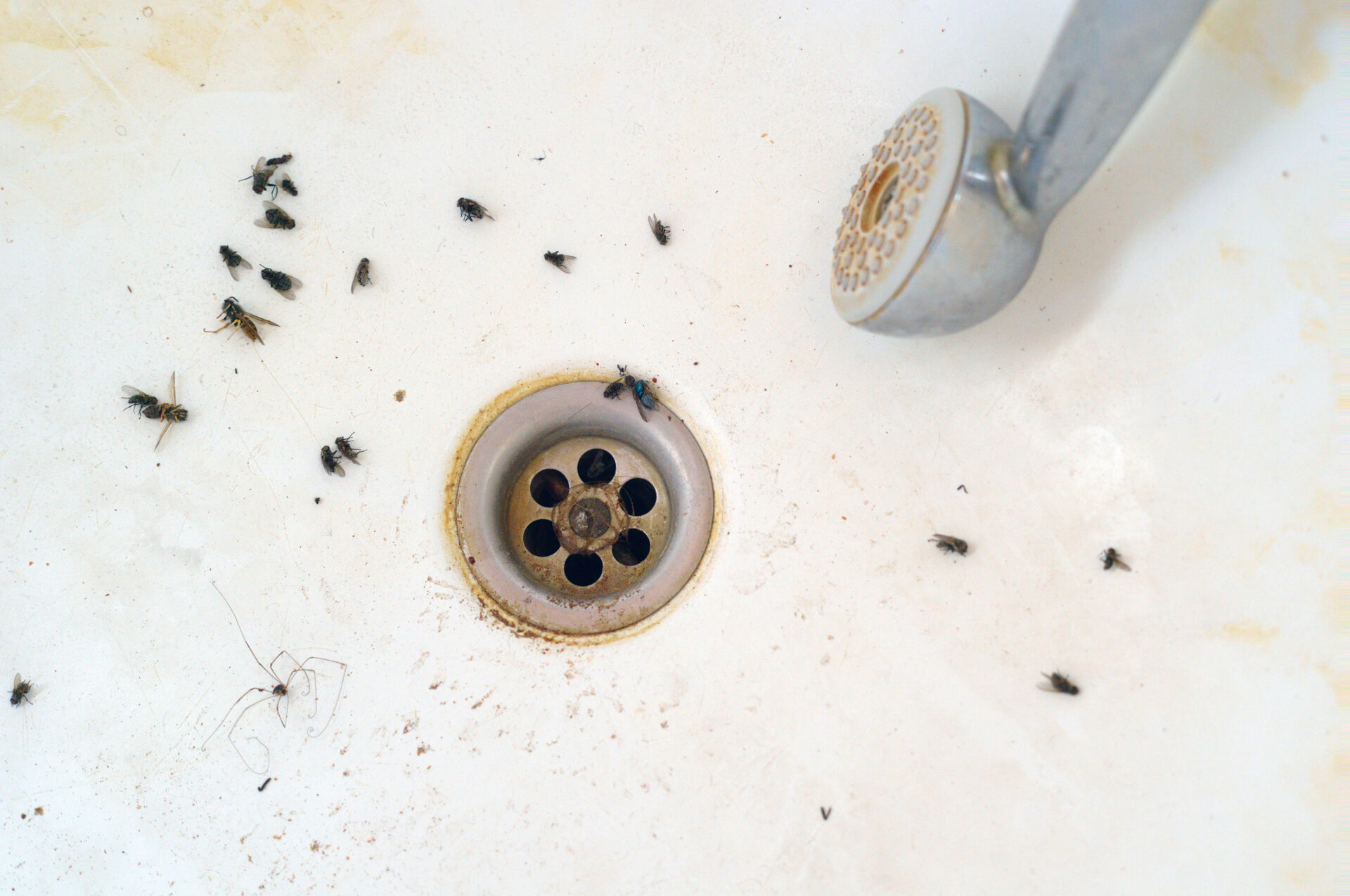 Dirty shower drain with dead insects around. MidCity Plumbers